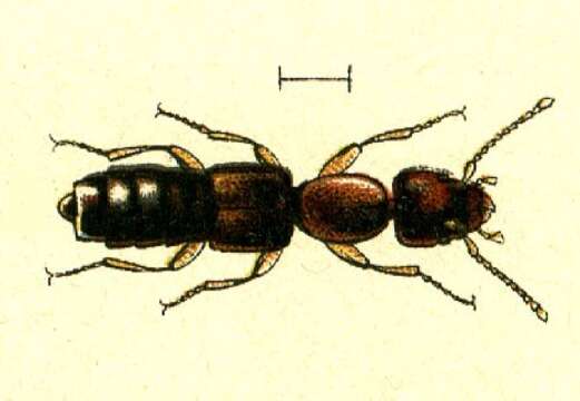 Scopaeus resmi