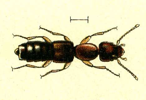 Scopaeus resmi