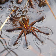 Image of Raft spider