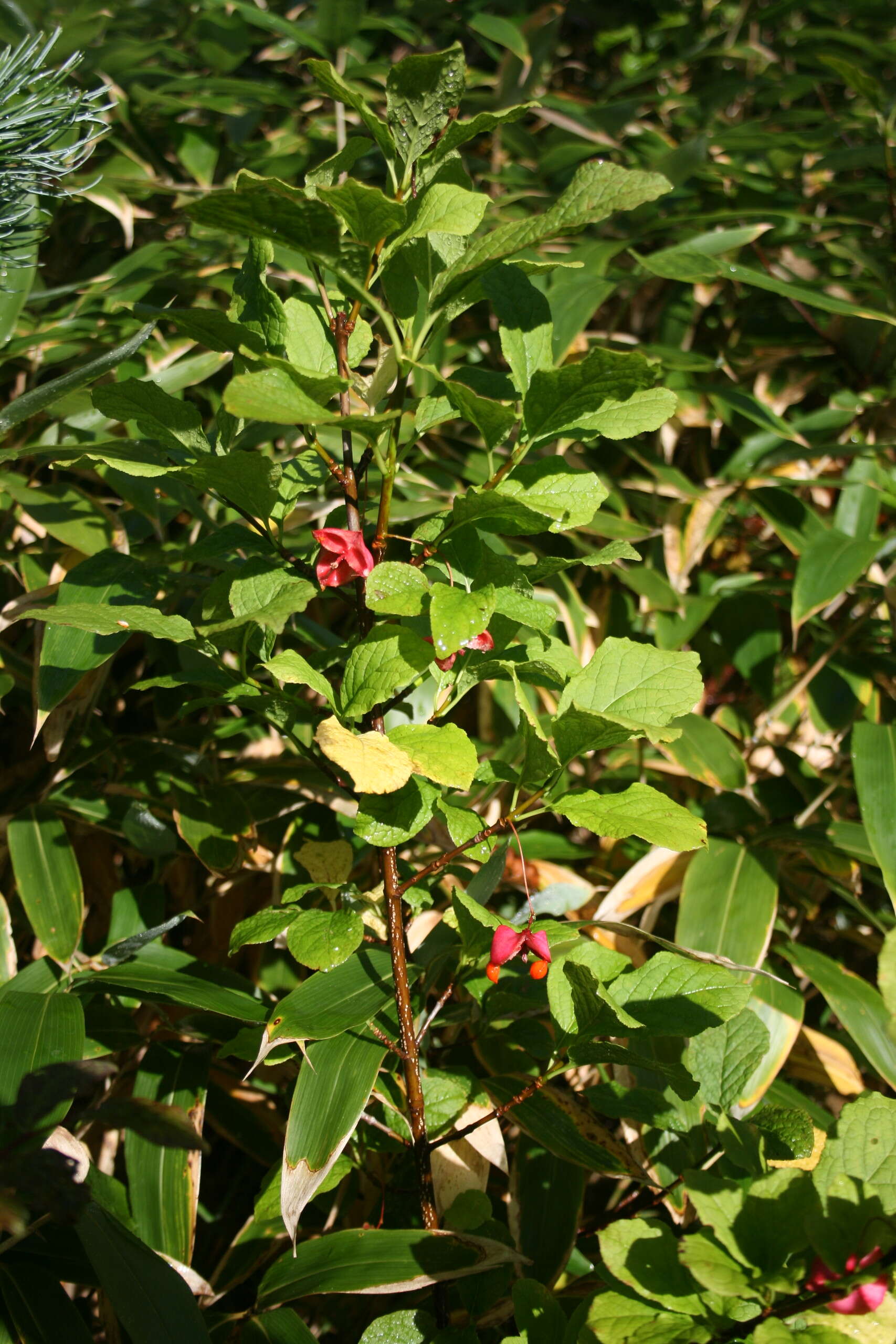 Image of Siberian Spindle