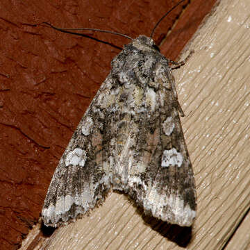 Image of Bertha armyworm