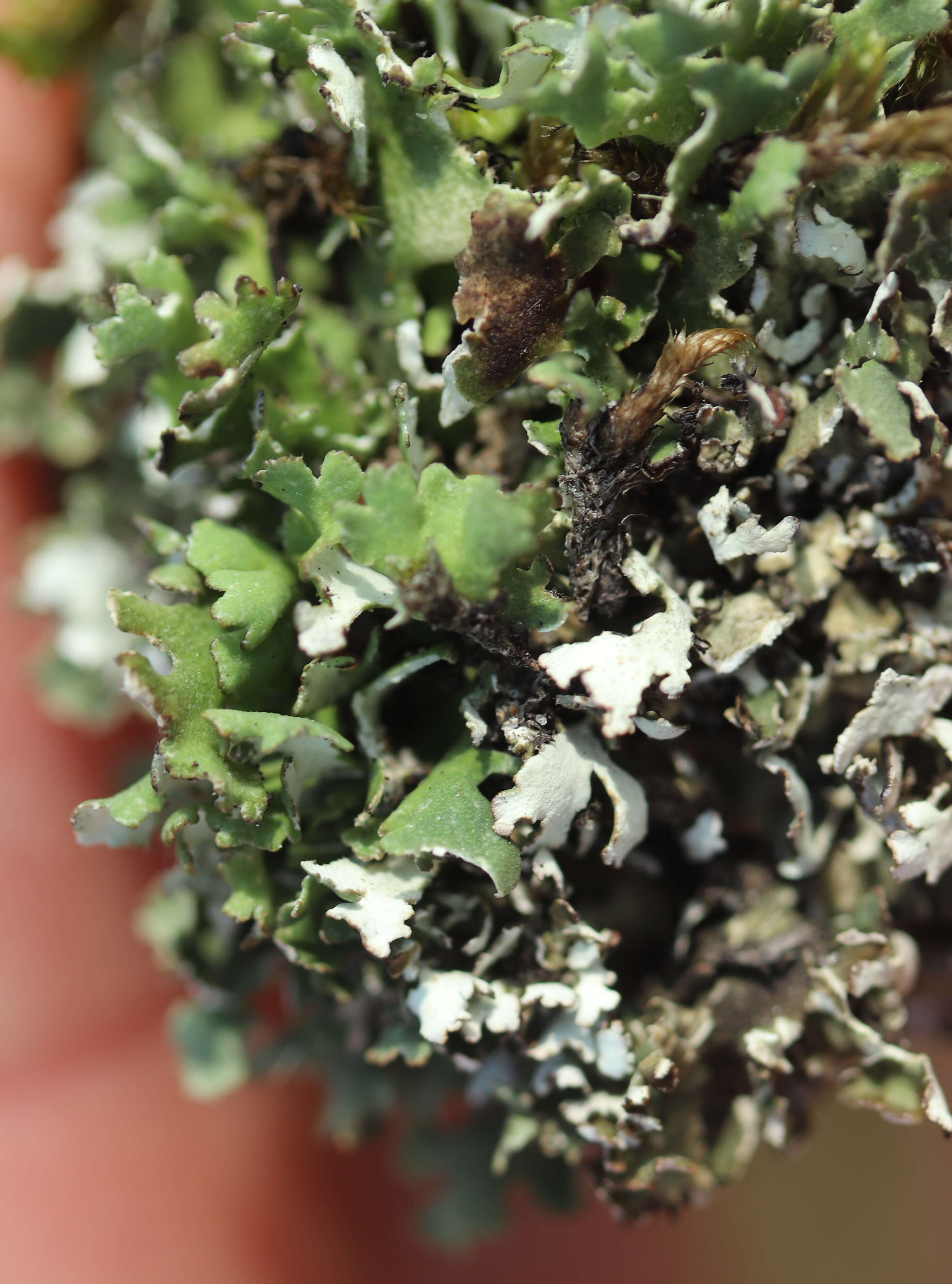 Image of Cladonia foliacea (Huds.) Willd.