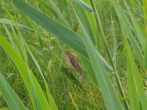 Image of Aquatic Warbler