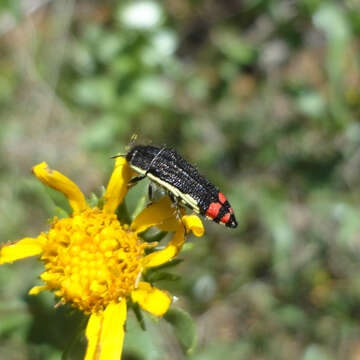 Imagem de Acmaeodera flavomarginata (Gray 1832)