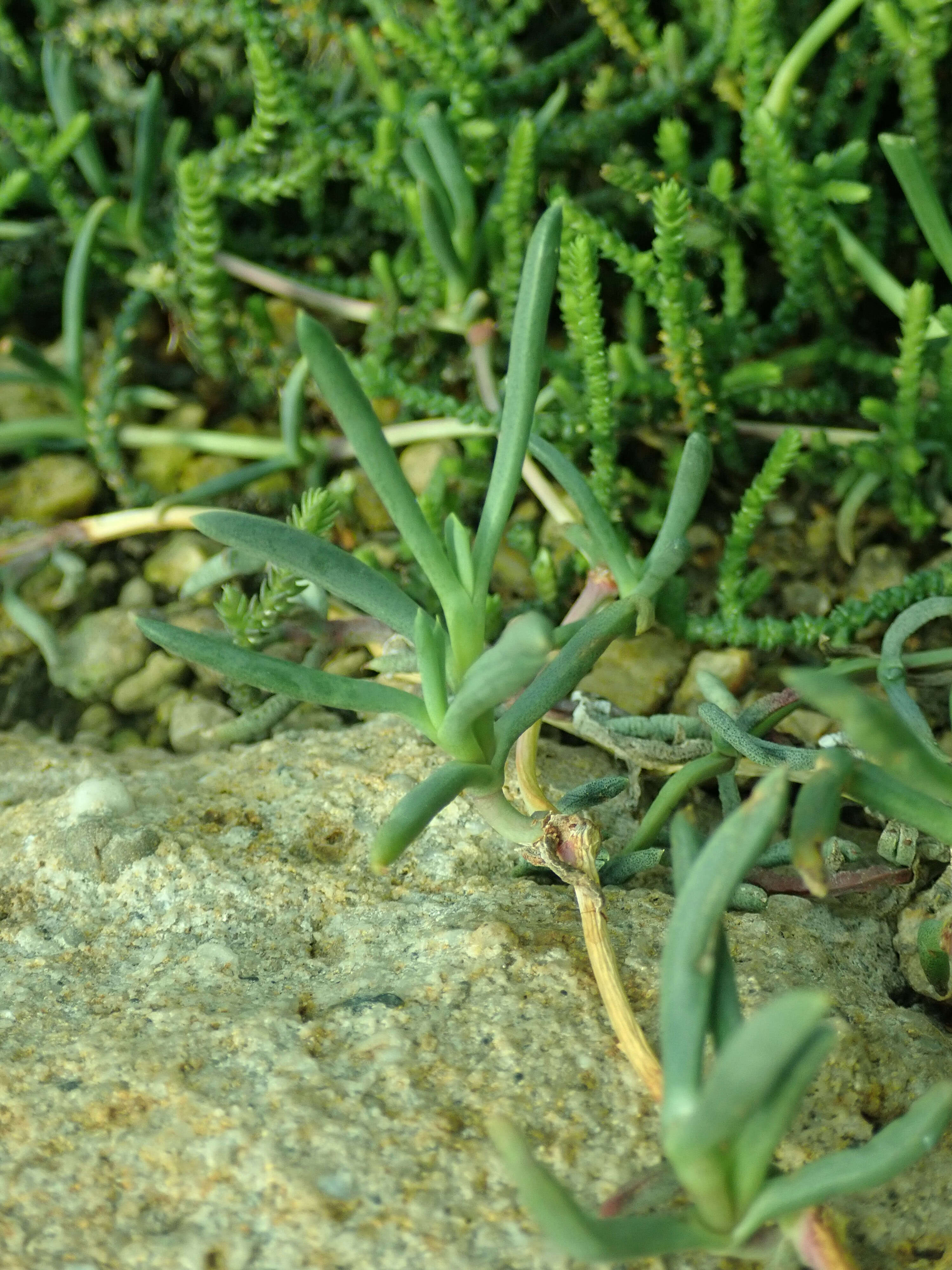 Image of Jordaaniella dubia (Haw.) H. E. K. Hartm.