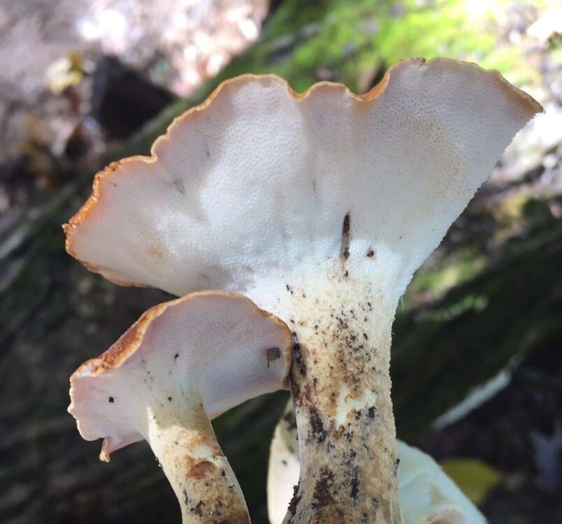 Image of Rooting Polypore