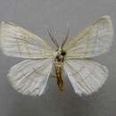 صورة Cabera leptographa Wehrli 1936