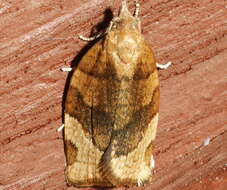 Image of barred fruit-tree tortrix