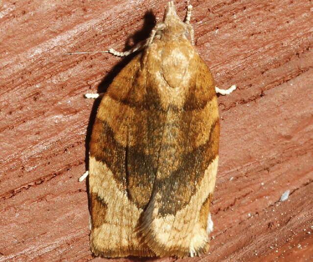 Image of barred fruit-tree tortrix