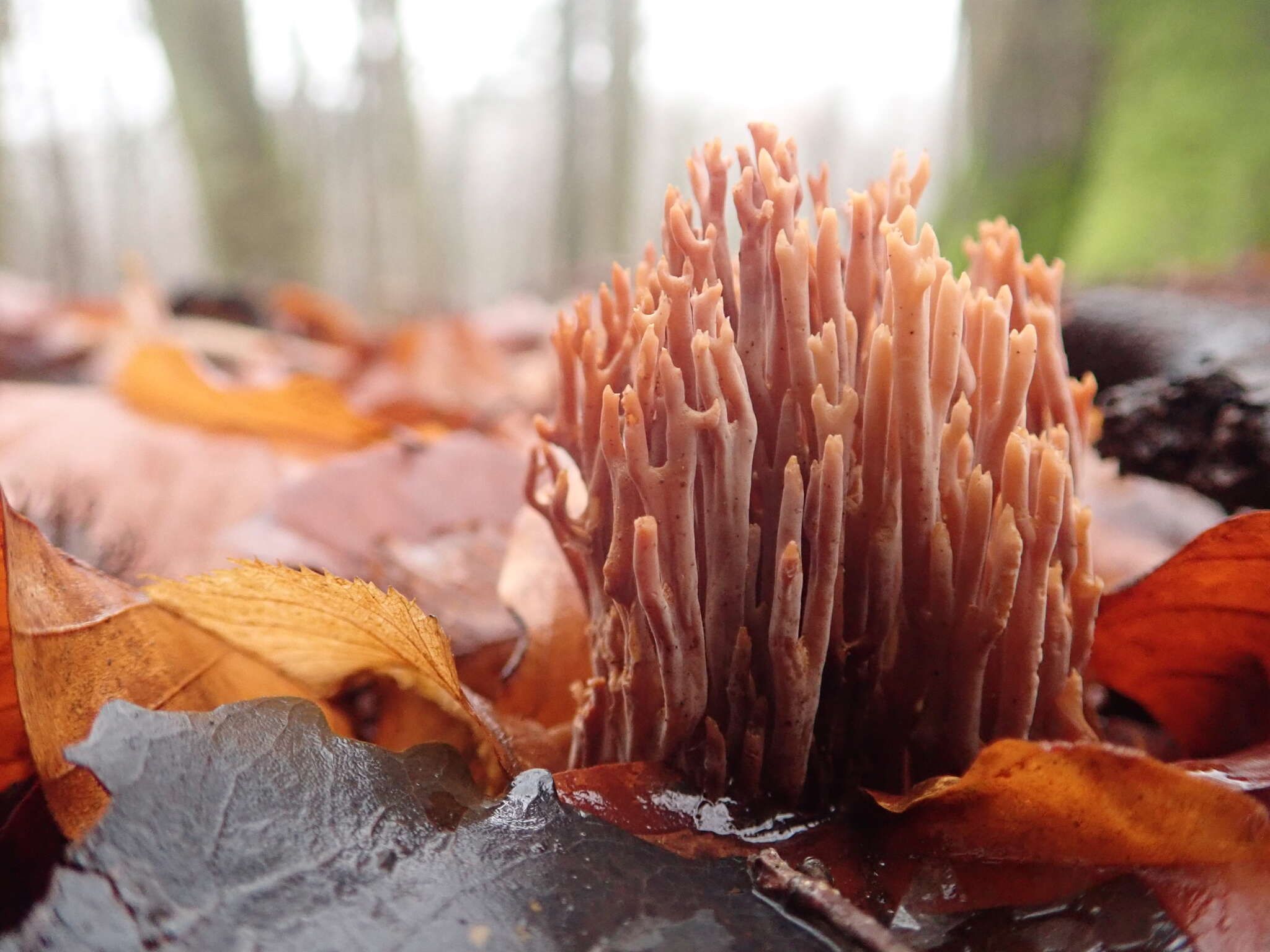 Image de Ramaria stricta (Pers.) Quél. 1888