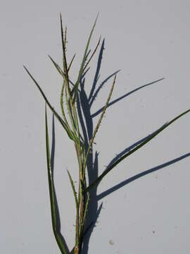 Image of limpograss