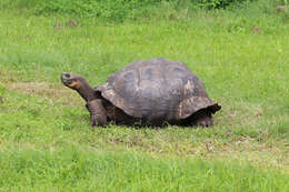 Image of Galapagos giant tortoise