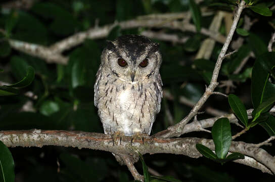 Image of Indian Scops Owl