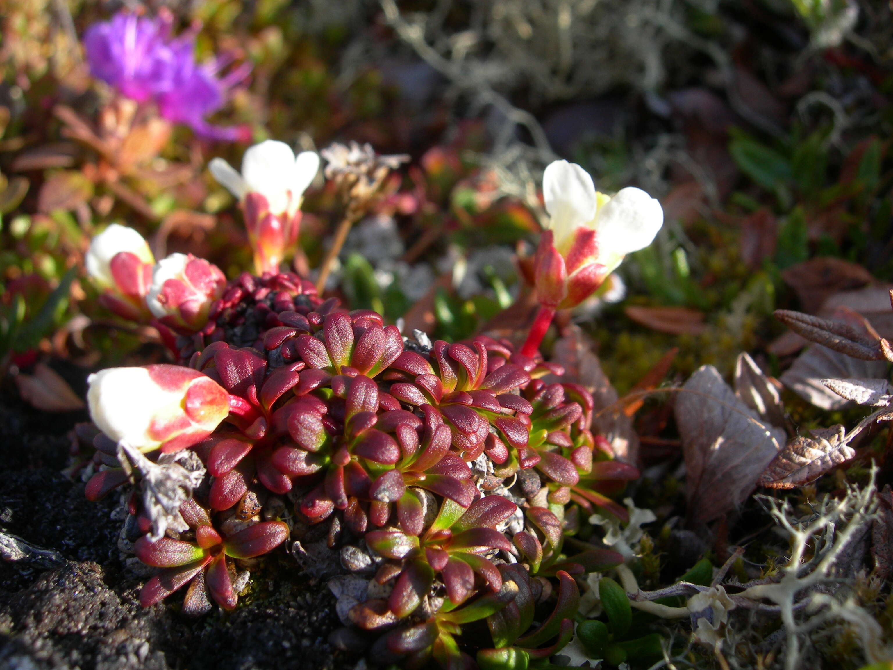 Image of diapensia