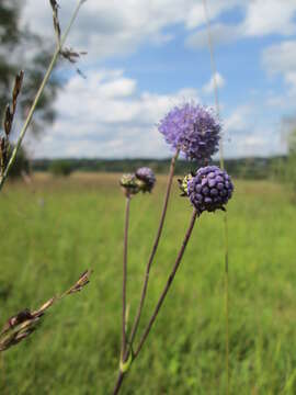 Image of Devil’s Bit Scabious