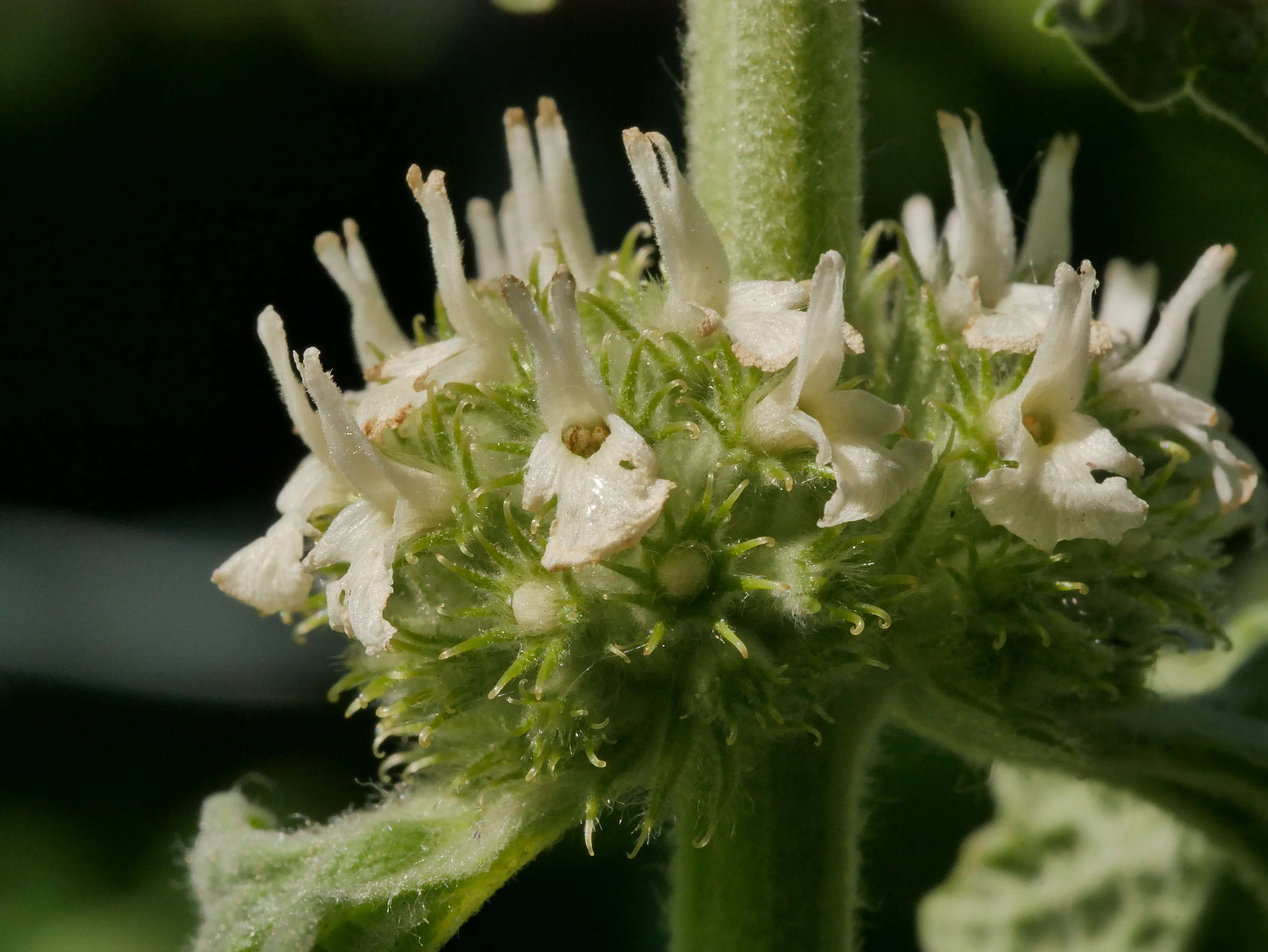 Image of horehound