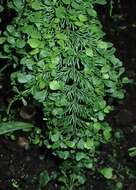 Image of Asplenium daucifolium Lam.