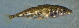 Image of sticklebacks