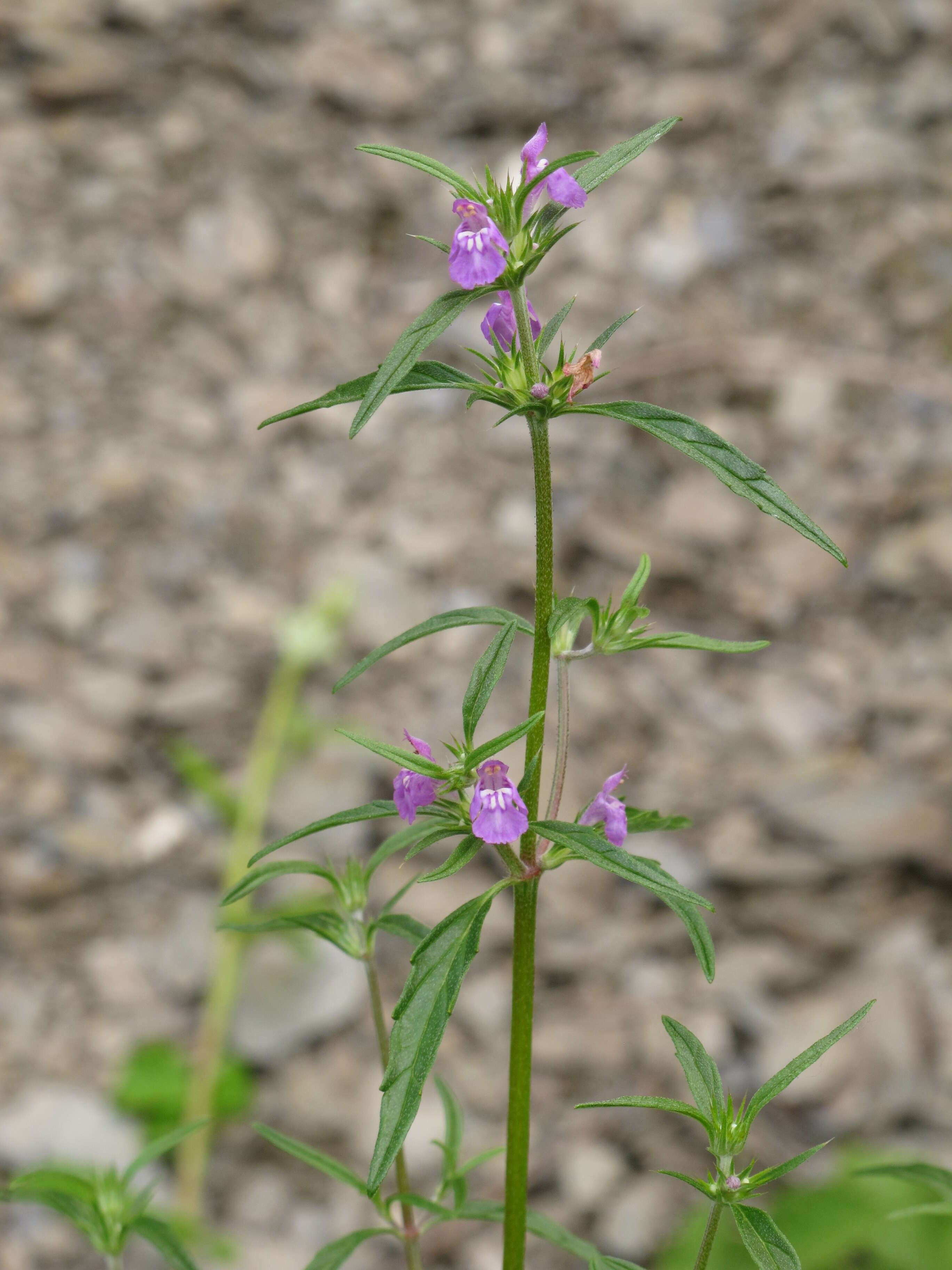 Image of Red hemp-nettle