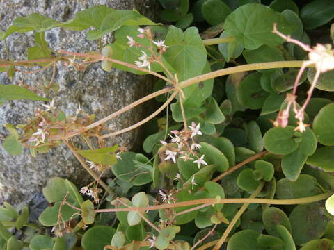 Image of Cape Province pygmyweed