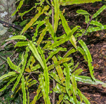 Image of Ripogonum scandens J. R. Forst. & G. Forst.