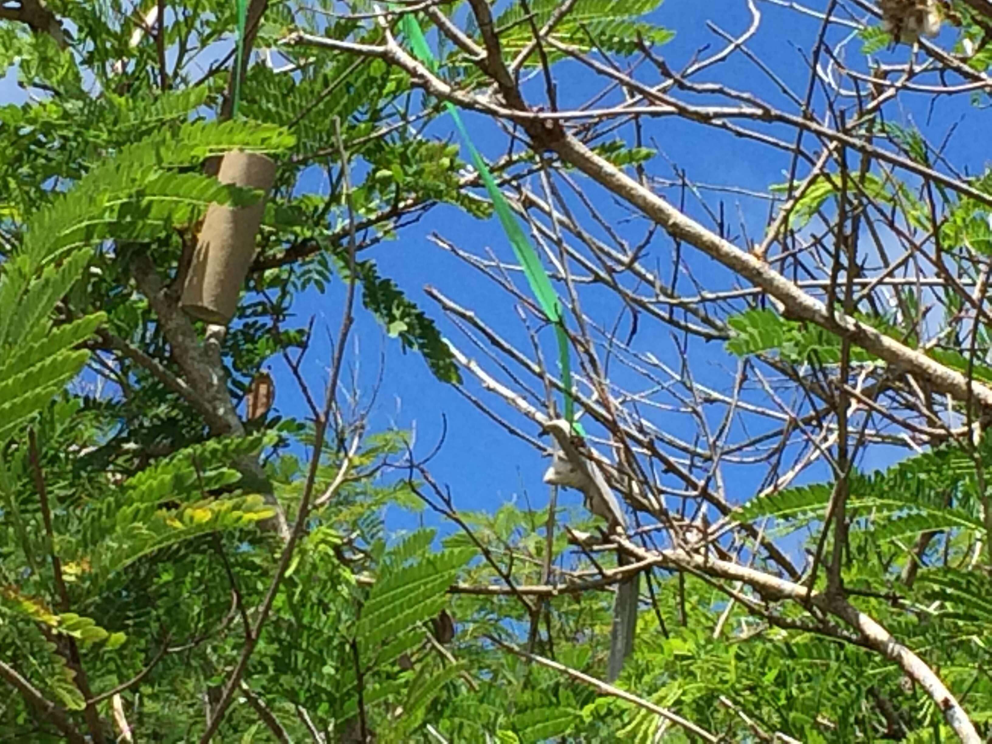 Image of Brown tree snake