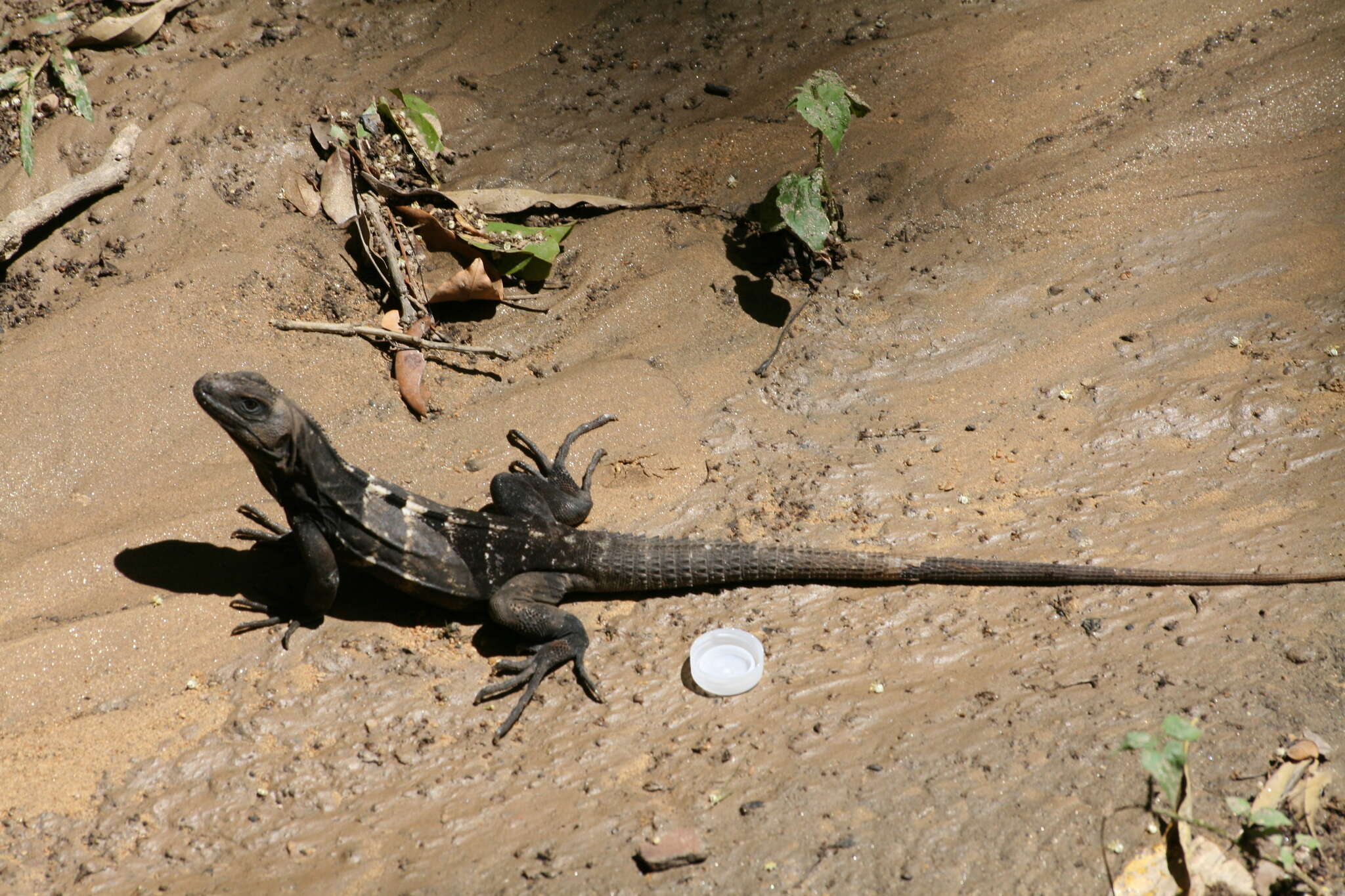 Image of De Queiroz's Spiny-tailed Iguana