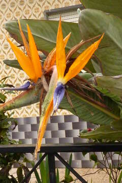 Image of Bird of paradise plant