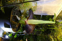 Image of Titan arum