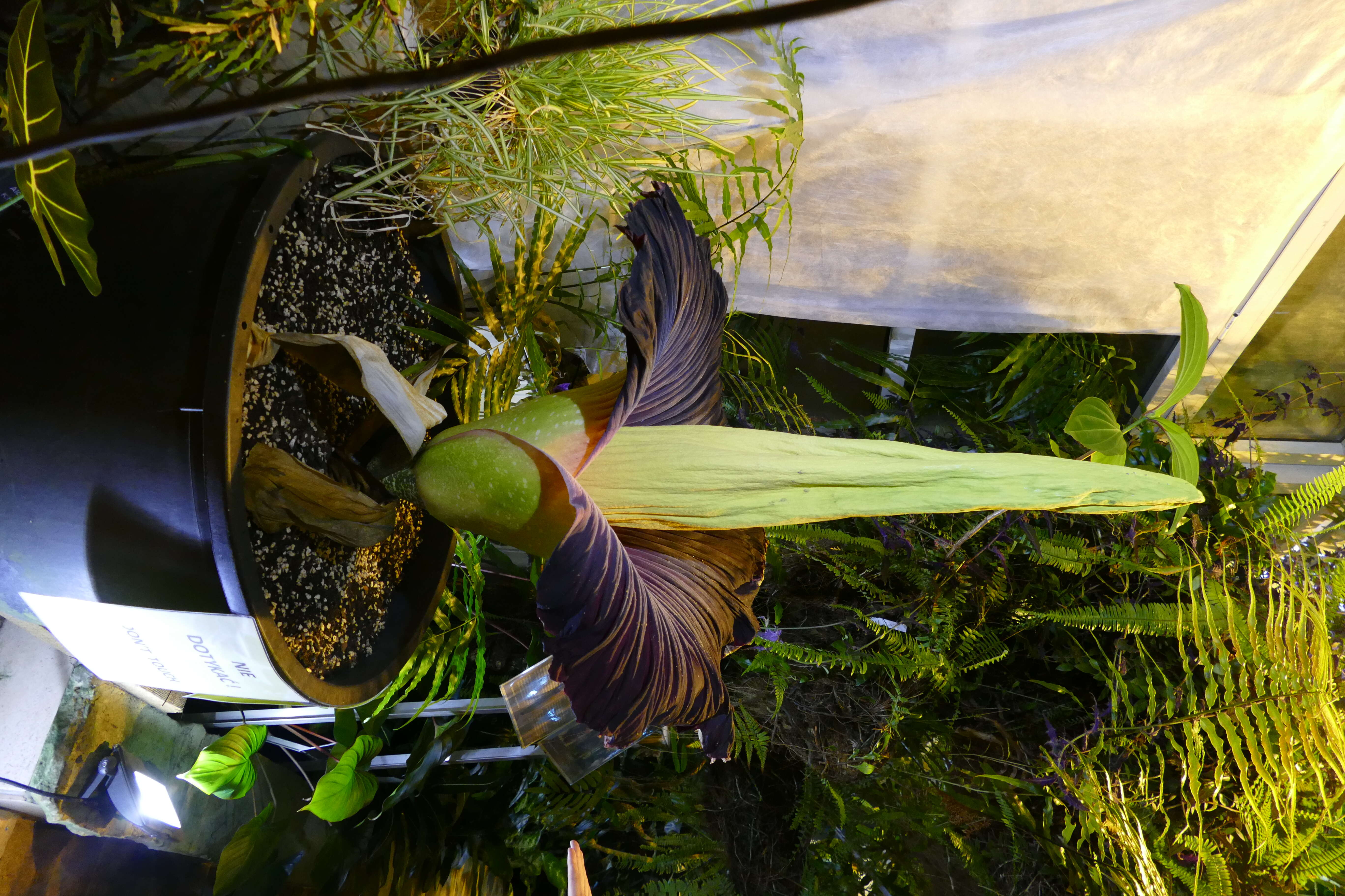 Amorphophallus titanum (Becc.) Becc. resmi