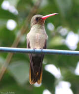 Image of Gilded Hummingbird