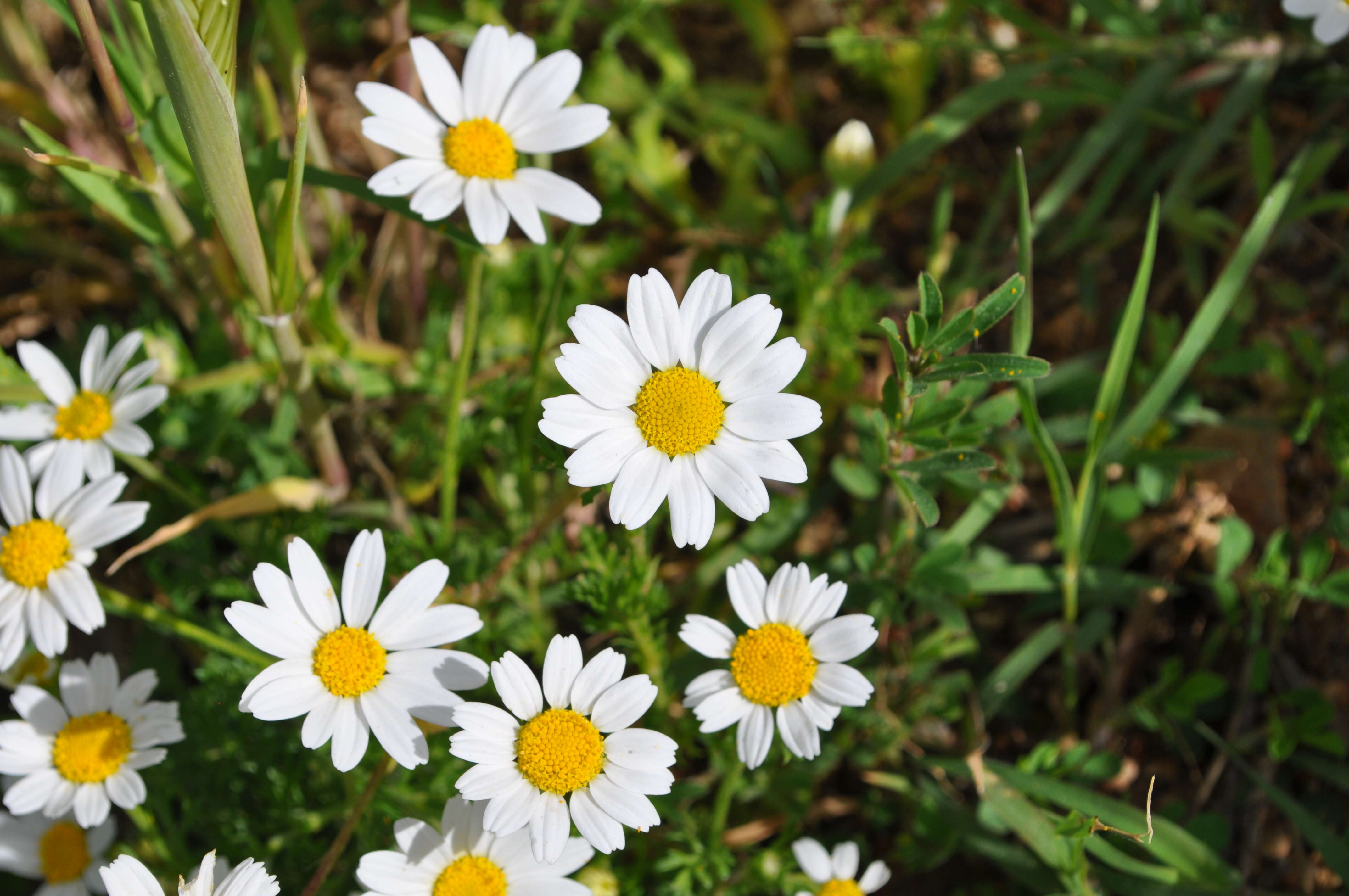 Anthemis arvensis L. resmi