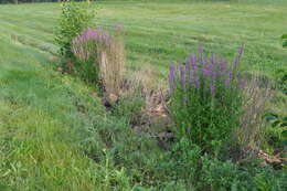 Image of Purple Loosestrife