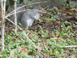 Image of Sciurus subgen. Sciurus Linnaeus 1758