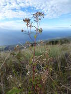 صورة Ageratina riparia (Regel) R. King & H. Rob.