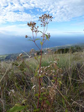 Image of spreading snakeroot