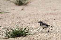 Image of White-fronted Chat