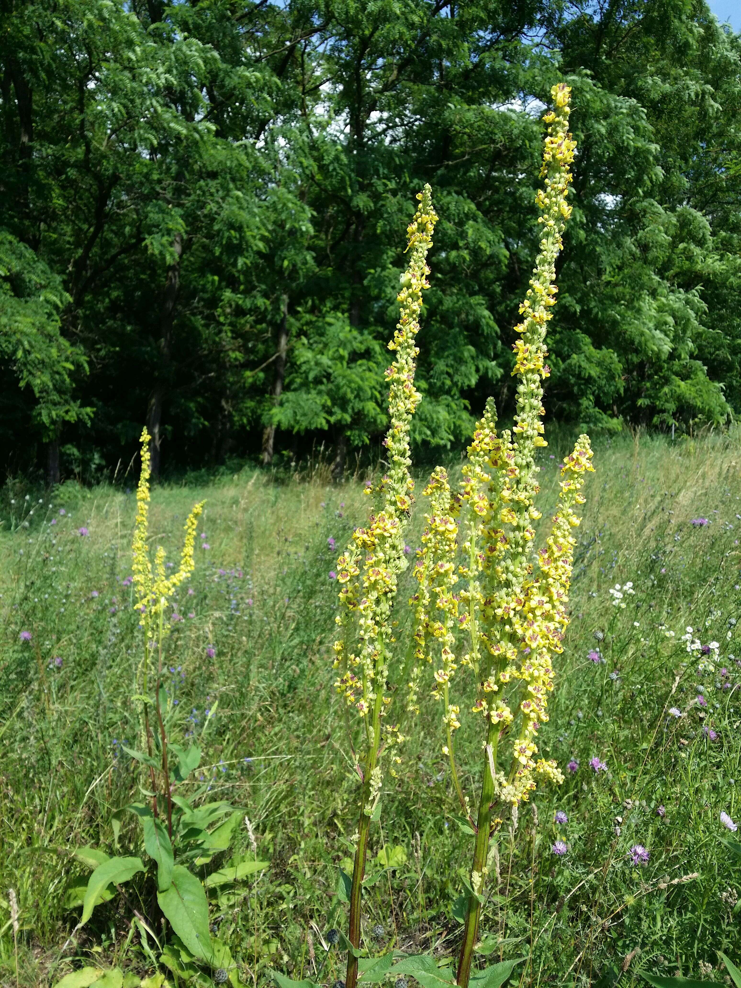 Verbascum nigrum L. resmi