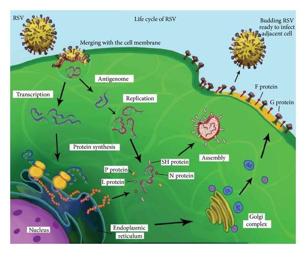 Image de Human respiratory syncytial virus