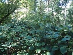 Image of Japanese Knotweed