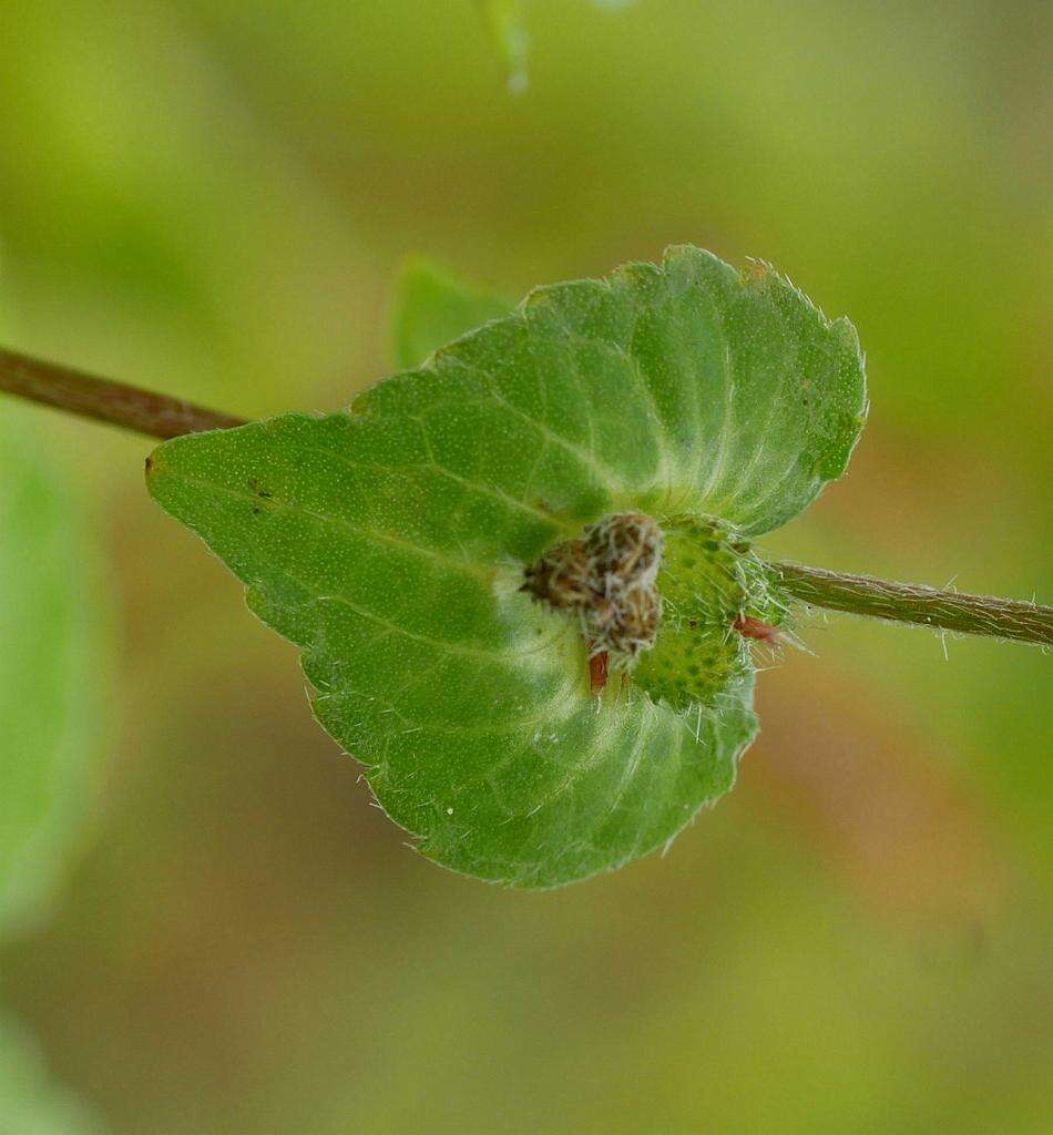 Image of Asian copperleaf