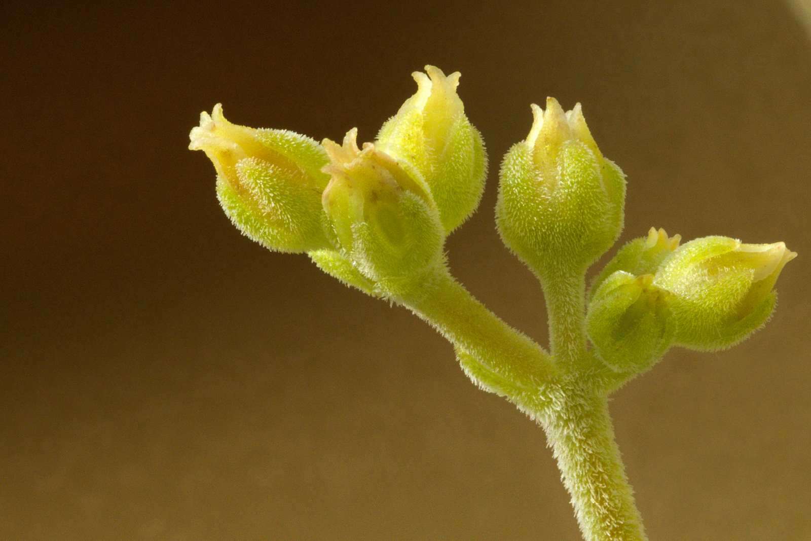 Image of Crassula alstonii Marloth