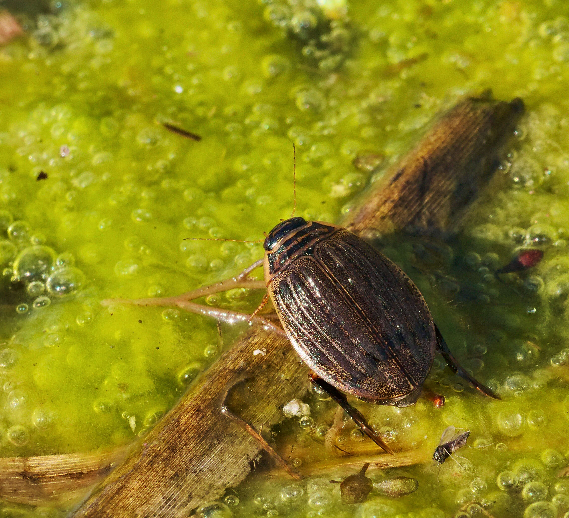 Image of Grooved Diving Beetle