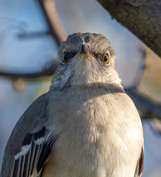 Image of Northern Mockingbird