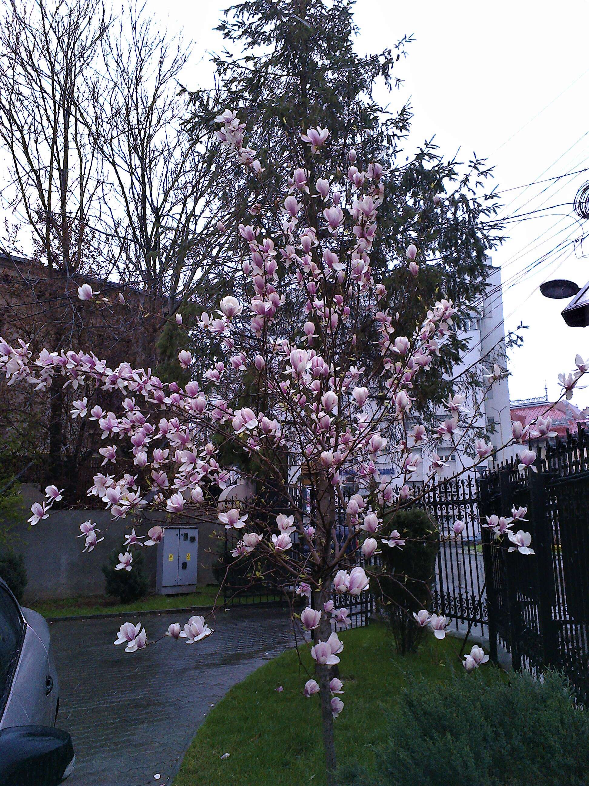 Image of Lily Tree