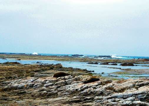 Image of Antipodean Fur Seal