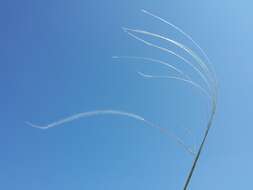 Image of European feather grass