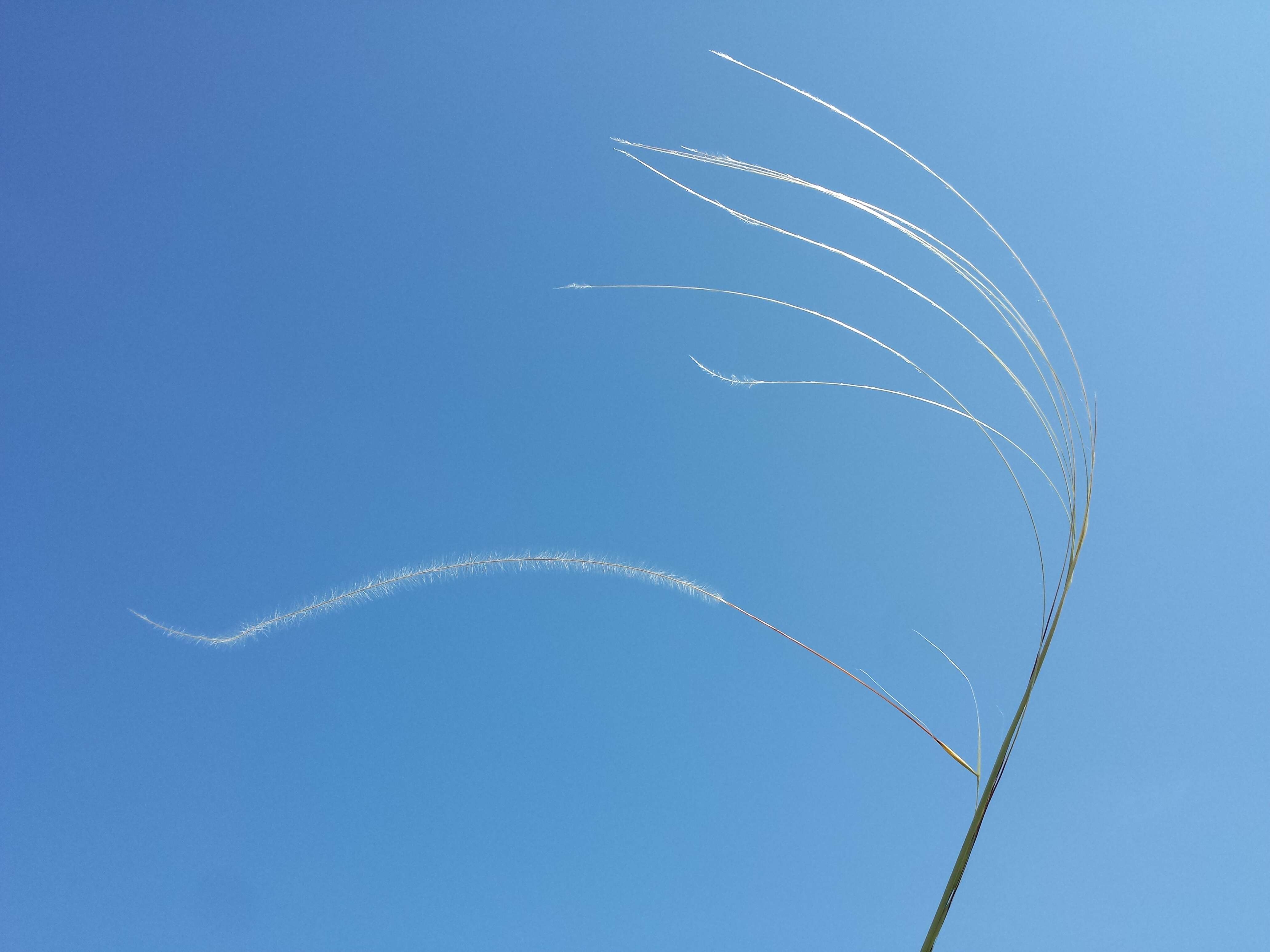 Image of European feather grass