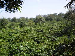 Image of robusta coffee