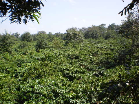 Image de Coffea canephora Pierre ex A. Froehner